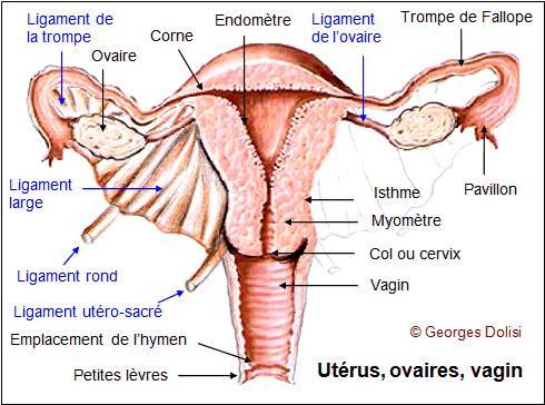 col de l'utérus